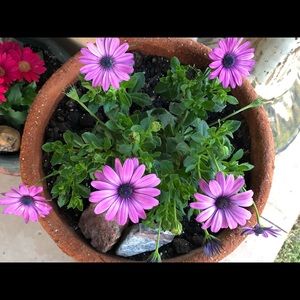 Meet your Posher, Wendy